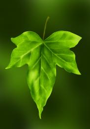 The Leaf